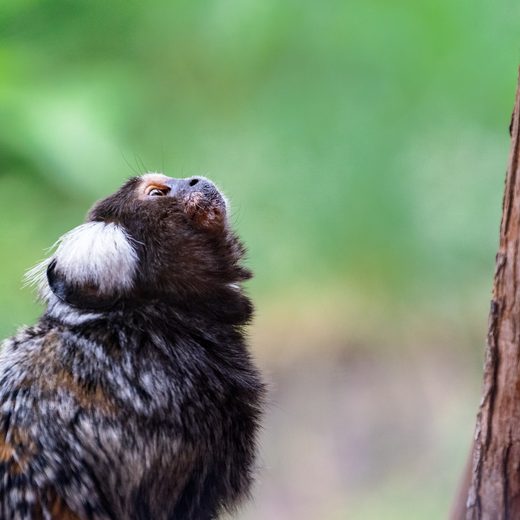 Capucine, ouistiti à pinceaux blancs, au Refuge La Tanière