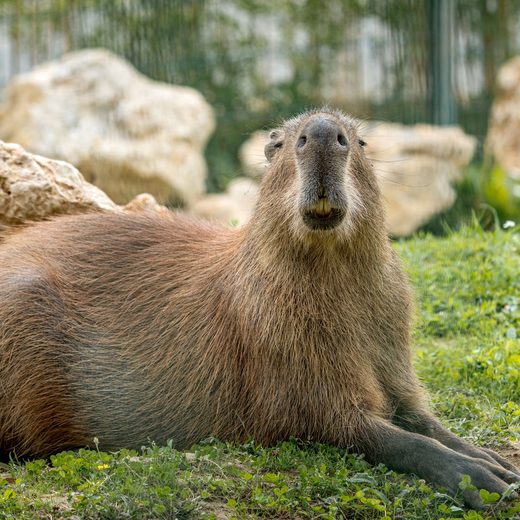 Capy, capybara du Refuge La Tanière