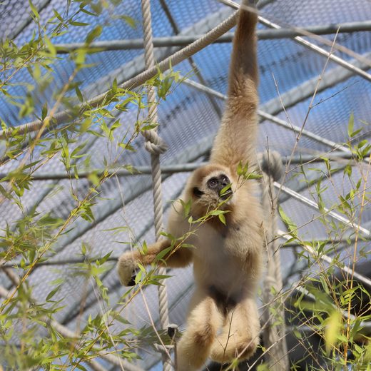 Jimmie, gibbon à mains blanches du Refuge La Tanière