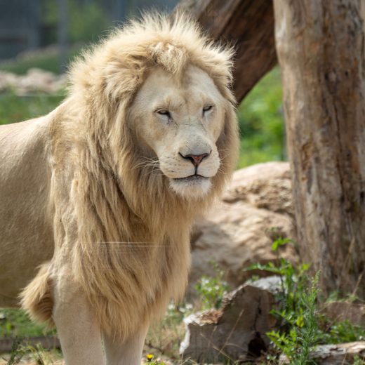 Nike, lion blanc retraité des cirques, au Refuge La Tanière